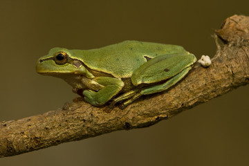 green tree frog / Hyla arborea