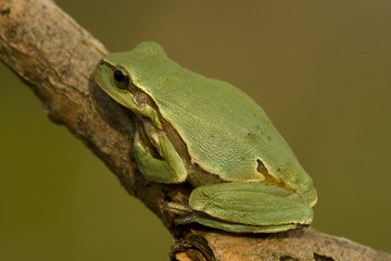 green tree frog / Hyla arborea