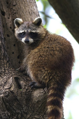 raccoon / Procyon lotor