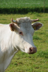 Weisse Kuh auf Weide