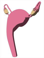 weiblicher uterus