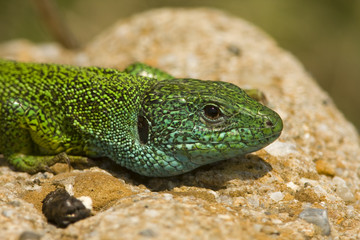 green lizzard / Lacerta viridis