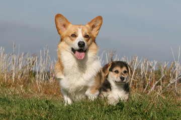 grand et petit welsh corgi pembroke assis en campagne