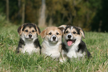 trois chiots welsh corgi pembroke allongés dans l'herbe