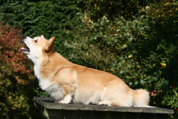 welsh corgi pembroke adulte aboyant face à son maitre