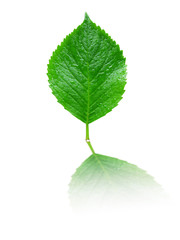 Fototapeta premium green dewy leaf on white with reflection