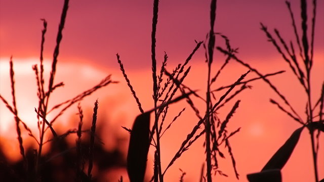 Maisfeld bei D&auml;mmerung