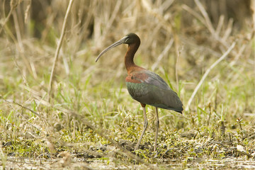 glossy ibis / Plegadis  falcinellus