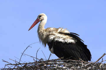 white stork / Ciconia ciconia