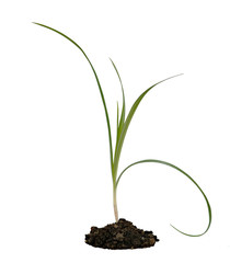 Sedge isolated on white background