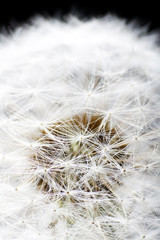 Dandelion on black background