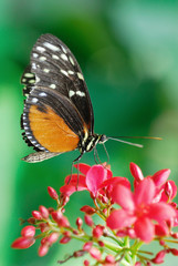 Obraz na płótnie Canvas Monarch butterfly