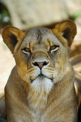female lion