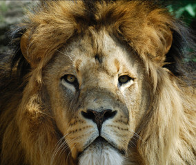 male lion