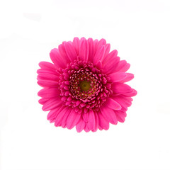 Pink gerber isolated on white background © pholien