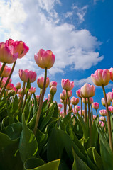 Pink tulips against blue sky