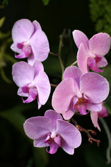 Fototapeta premium Orchids