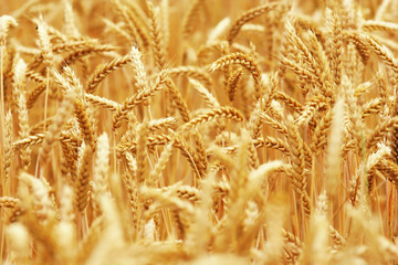 Wheat closeup