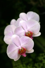 Orchids