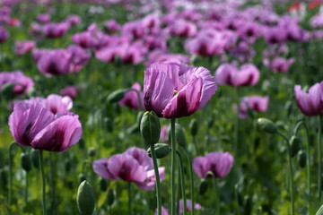 Fototapeta premium Mohnfeld