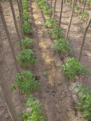 Row of tomato plant, detail of field