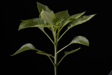 Pepper plant