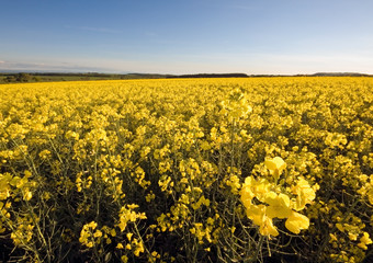 Rape field in spring with blue sky in background