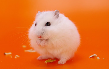 Hamster close up