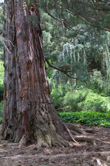 sequoia tree