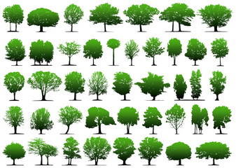 Fototapeta premium Vector trees