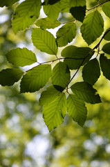 Fototapeta na wymiar Grüne Blätter