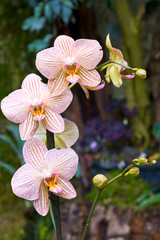 orchid flower