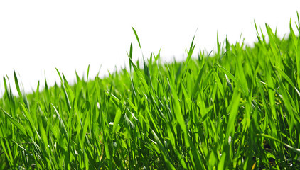 juicy green summer grass on a white background