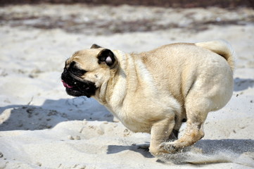 Möpse am Strand