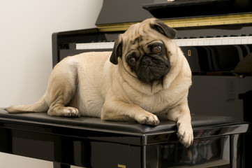 Pug on Piano with Tilted Head