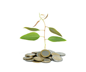 Tree growing from pile of coins