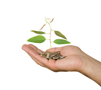Hand with tree growing from pile of coins