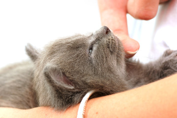 adorable chaton