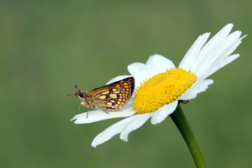 Butterfly and flower