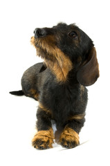 cute little dachshund