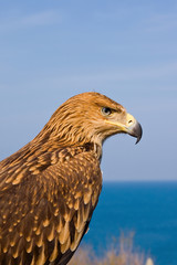 portrait of eagle over blue sky