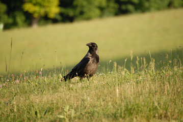Rabe in der Wiese