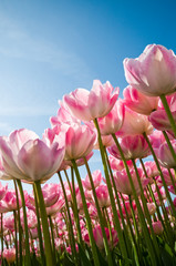 Pink Tulips