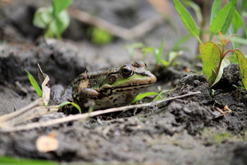 Frog on the ground