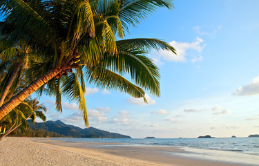 Obraz na płótnie Canvas Coconut tree on the beach