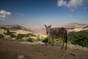 Wadi Dana mit Esel - 14337614