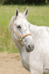 cavallo