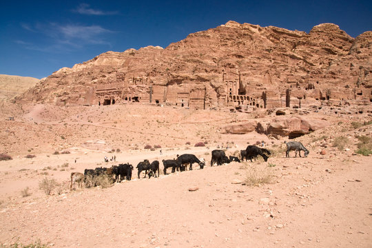 Ziegen in Petra
