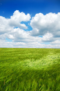 beautiful green field