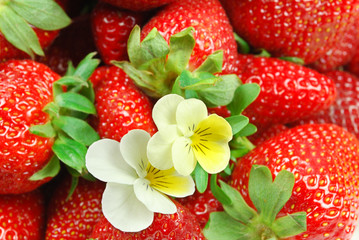 Erdbeeren und zwei Stiefmütterchen